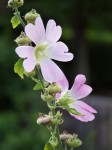 Some pink flower.