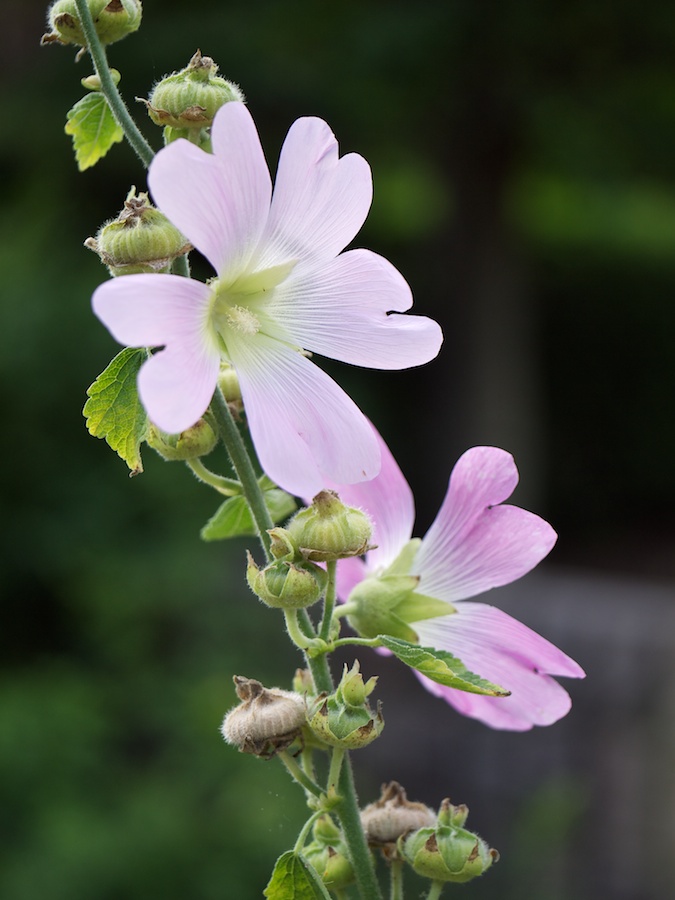 Some pink flower.