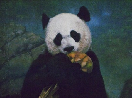 Giant Panda with Giant Lifesaver (Fruitcicle)