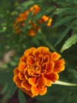 Orangey-gold flower