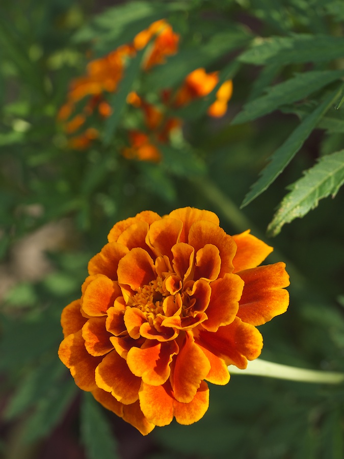 Orangey-gold flower