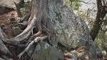 Rocks and roots above the Potomac.