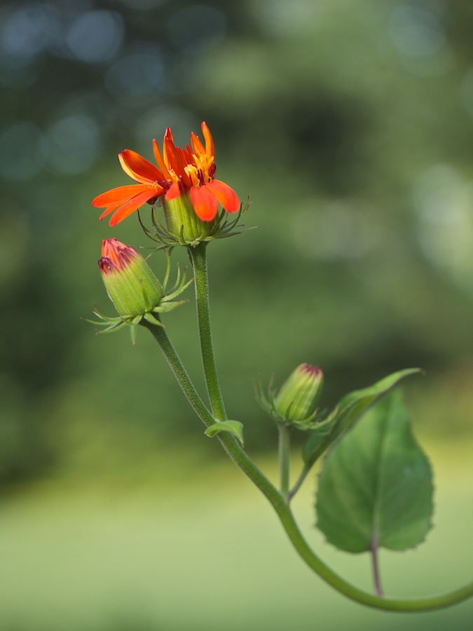 Bedragled flower and buds.