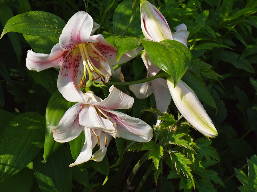 Lillies after a rainstorm.