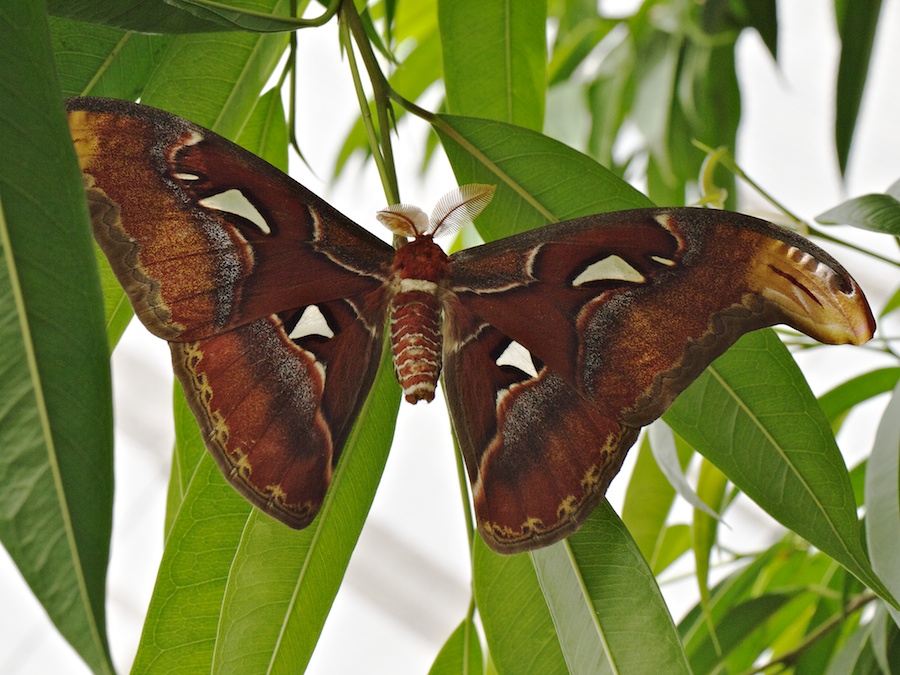 Atlas Moth at Brookside Gardens