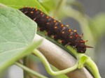 Caterpillar.