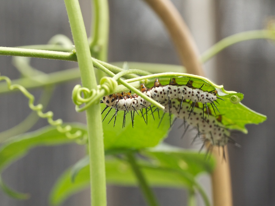 Two caterpillars.