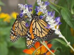 Monarch butterflies feeding on nectar.