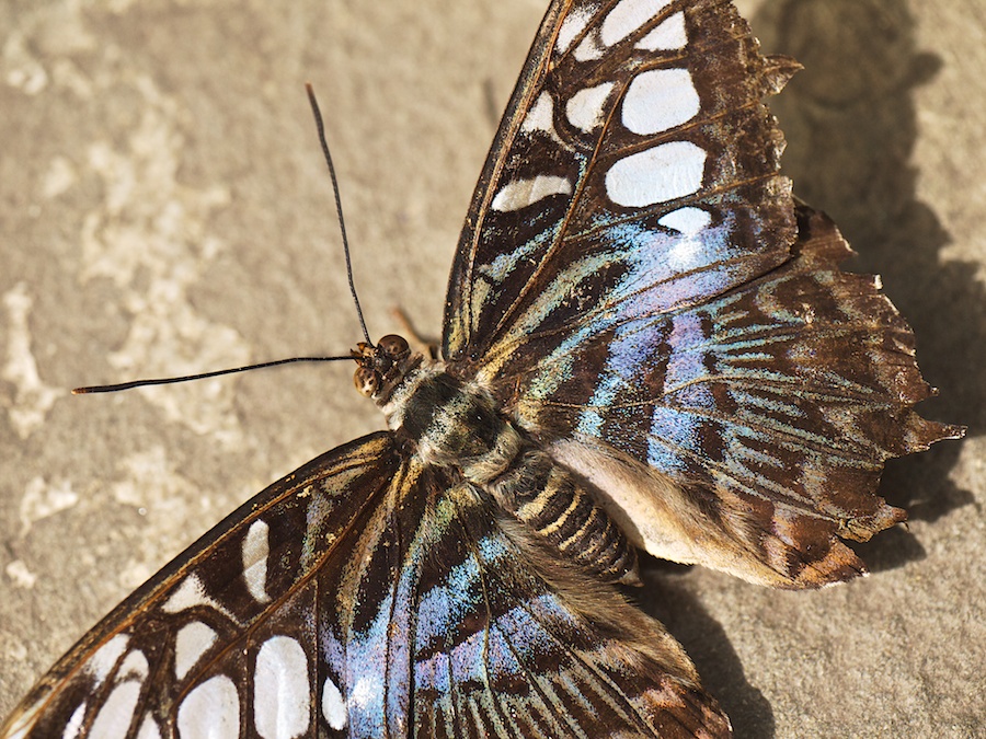Close-up of butterfly.