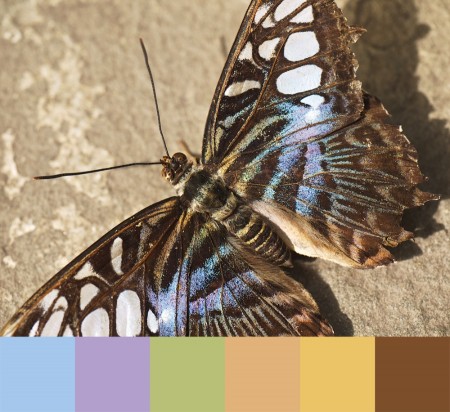 Close-up of butterfly with color palette.