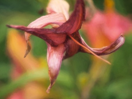Wilting flower.