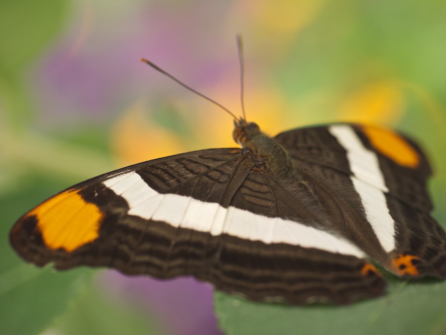 Triangular butterfly.