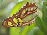 Malachite butterfly.