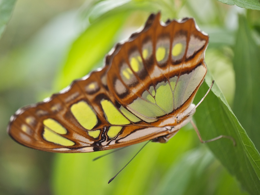 Malachite butterfly.