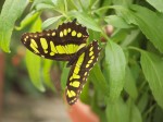 Malachite butterfly