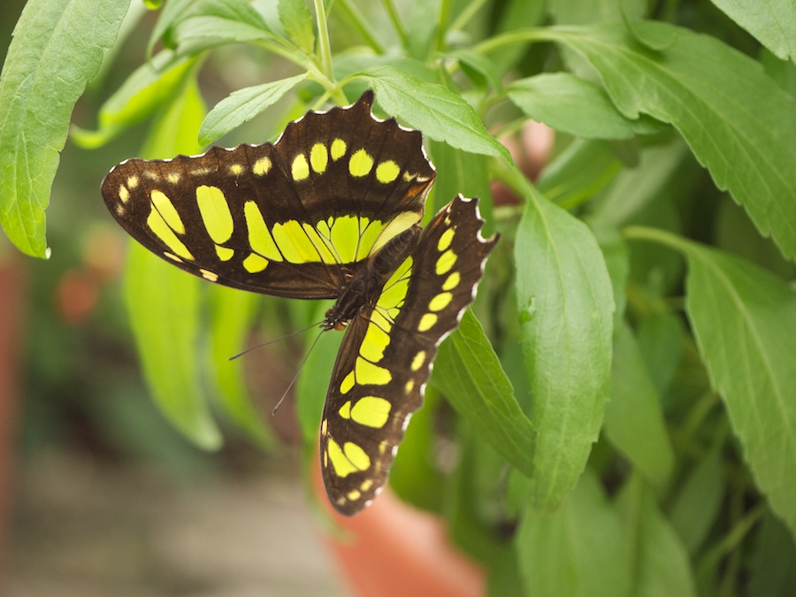 Malachite butterfly