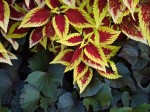 Loud leaves.