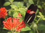 Butterfly Guzzling Nectar