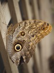 Owl butterfly.