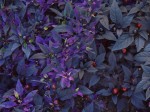 Vivid purple-leaved plant with red fruit.