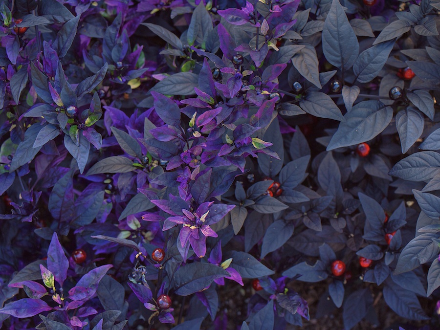 Vivid purple-leaved plant with red fruit.