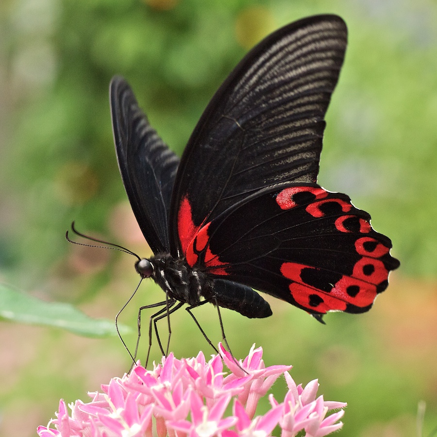 Butterfly sucking nectar.