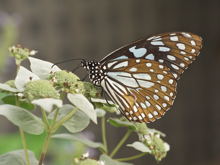Blue monarch feeding.