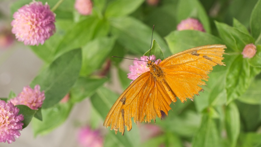 Butterfly with tattered wings.