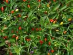 Peppers in the bushes at Brookside Gardens, MD