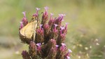 Butterfly on flowering plant.