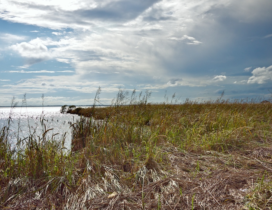 Wetlands, Corolla, NC