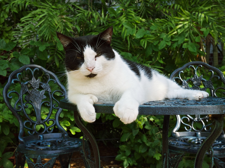 Polydactylic cat at Hemingway House, Key West, FL