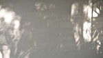 Foliage Shadows and bounced, raking light.