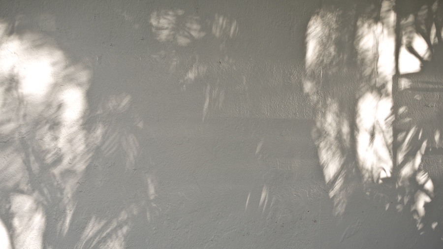 Foliage Shadows and bounced, raking light.