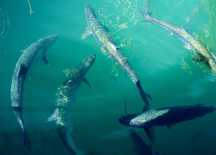 Tarpon swim for chum, Key West, FL