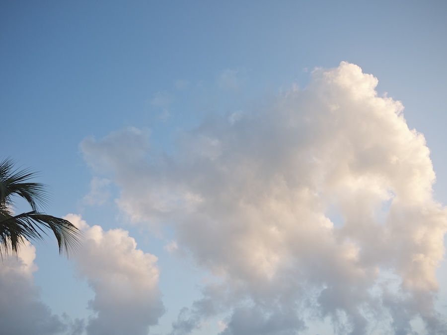 Fluffy clouds and palm leaf.