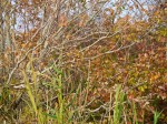 Fall colors in bushes and reeds.