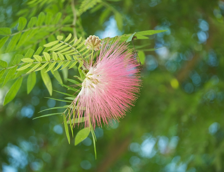 Spiky pink blossom, Key West.