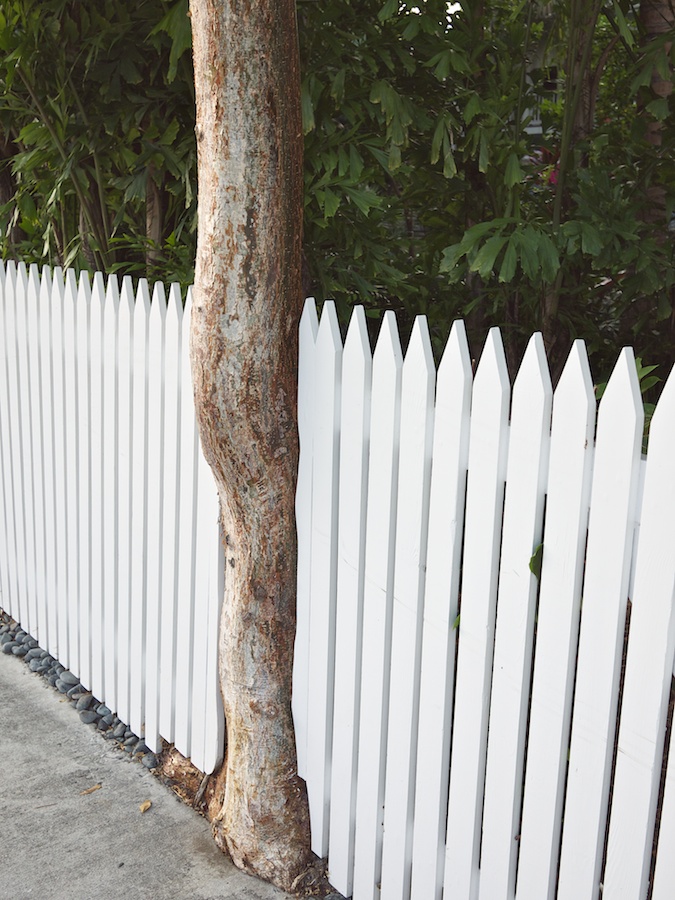Tree trunk interrupting picket fence.