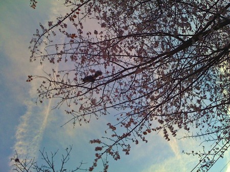 Sunrise 27 | No enlargement available. Squirrel in cherry tree.
