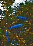Bright blue fish in pond.