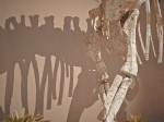 Dinosaur Bones, Natural History Museum, Albuquerque, NM
