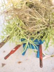 Wheel barrow full of garden cuttings.