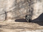 Gorilla, Albuquerque Zoo, NM