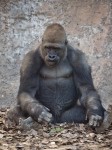 Gorilla, Albuquerque Zoo, NM
