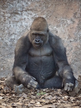Dilemma | Click to view larger. Gorilla, Albuquerque Zoo, NM