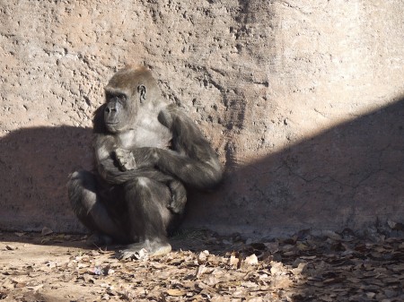 Wary | Click to view larger. Gorilla, Albuquerque Zoo, NM