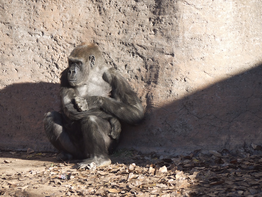 Gorilla, Albuquerque Zoo, NM