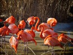Flamingoes at Albuquerque Zoo, NM