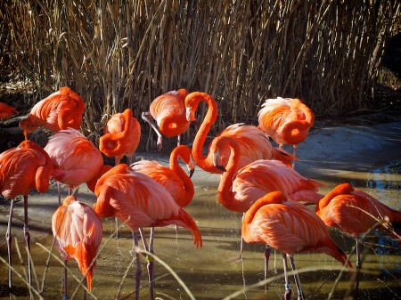 Flamingoes at Albuquerque Zoo, NM